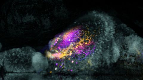 Virus-Based Technique Could Enhance Maps of the Brain
