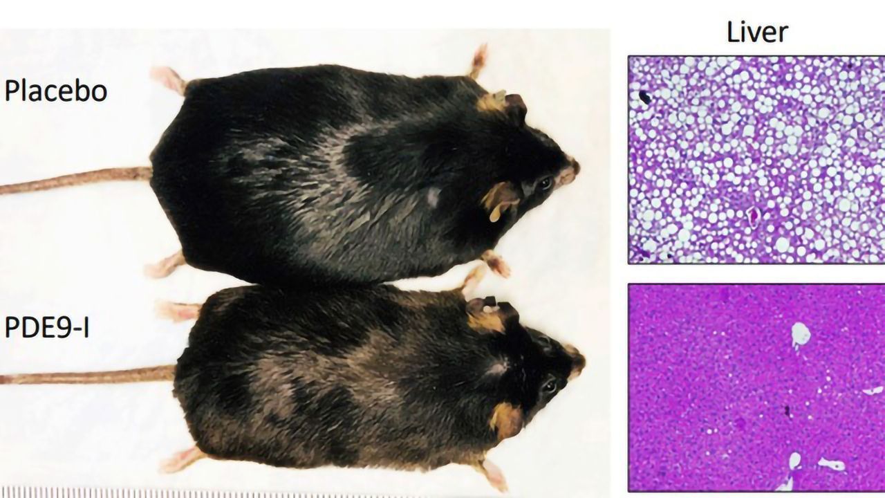 Drug Reduces Obesity in Mouse Model
