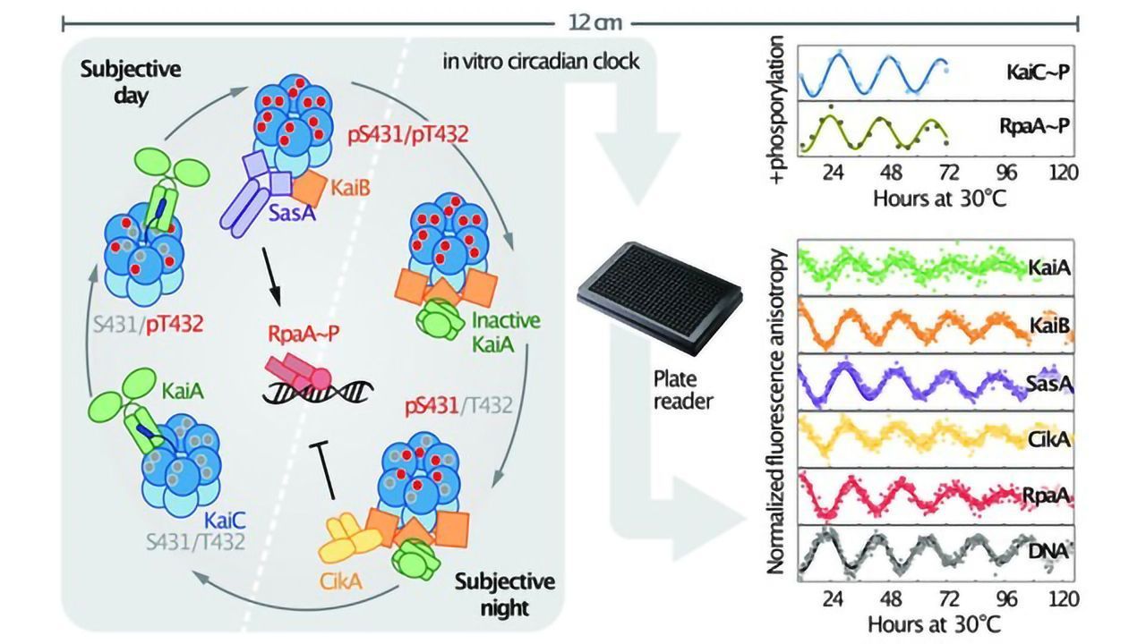 Biological Clock Assembled in a Test Tube To Study How It Works
