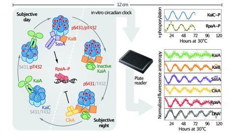 Biological Clock Assembled in a Test Tube To Study How It Works