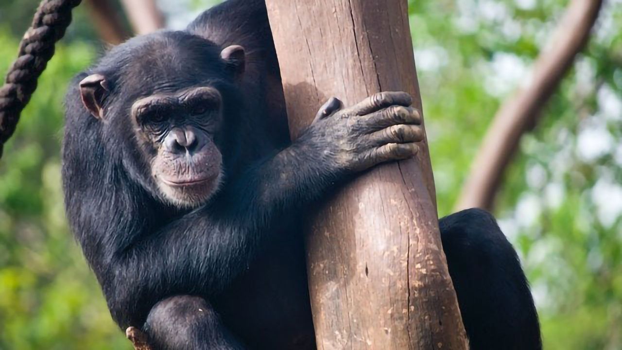 Humans and Chimpanzees Use a Part of Their DNA in Different Ways