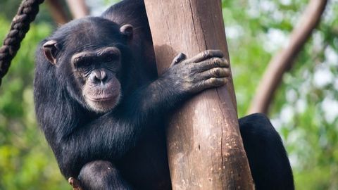 Humans and Chimpanzees Use a Part of Their DNA in Different Ways