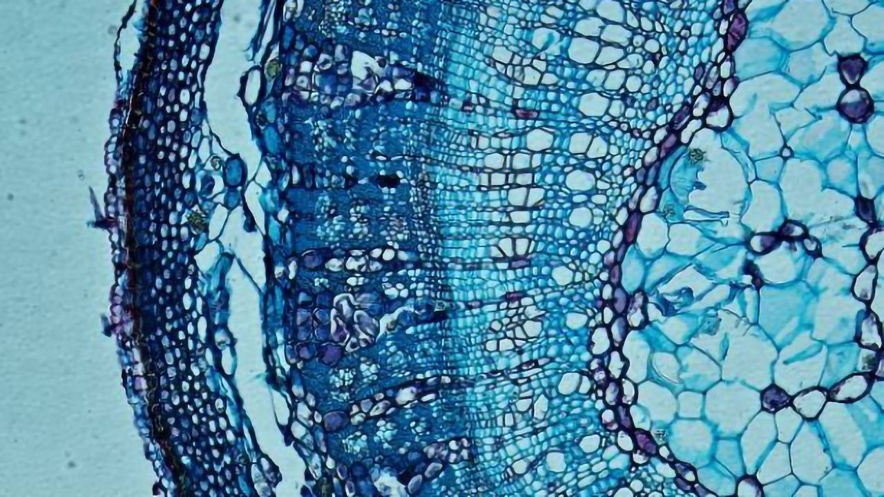 Imaging Organoids With Light-Sheet Fluorescence Microscopy