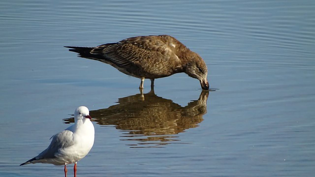 How Are Ocean Plastics Affecting Seabirds?