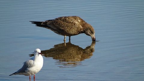 How Are Ocean Plastics Affecting Seabirds?