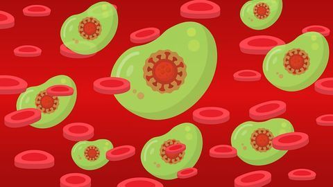 Chemical Probe Aids Understanding of Immune Response