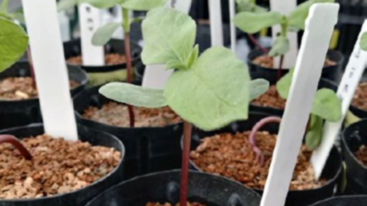 Could Fungi Be the Key To Eliminating Uranium From the Food Chain?