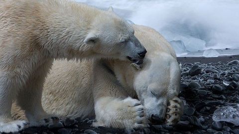 Daunting Outlook for Year-Round Sea Ice and Its Ecosystems