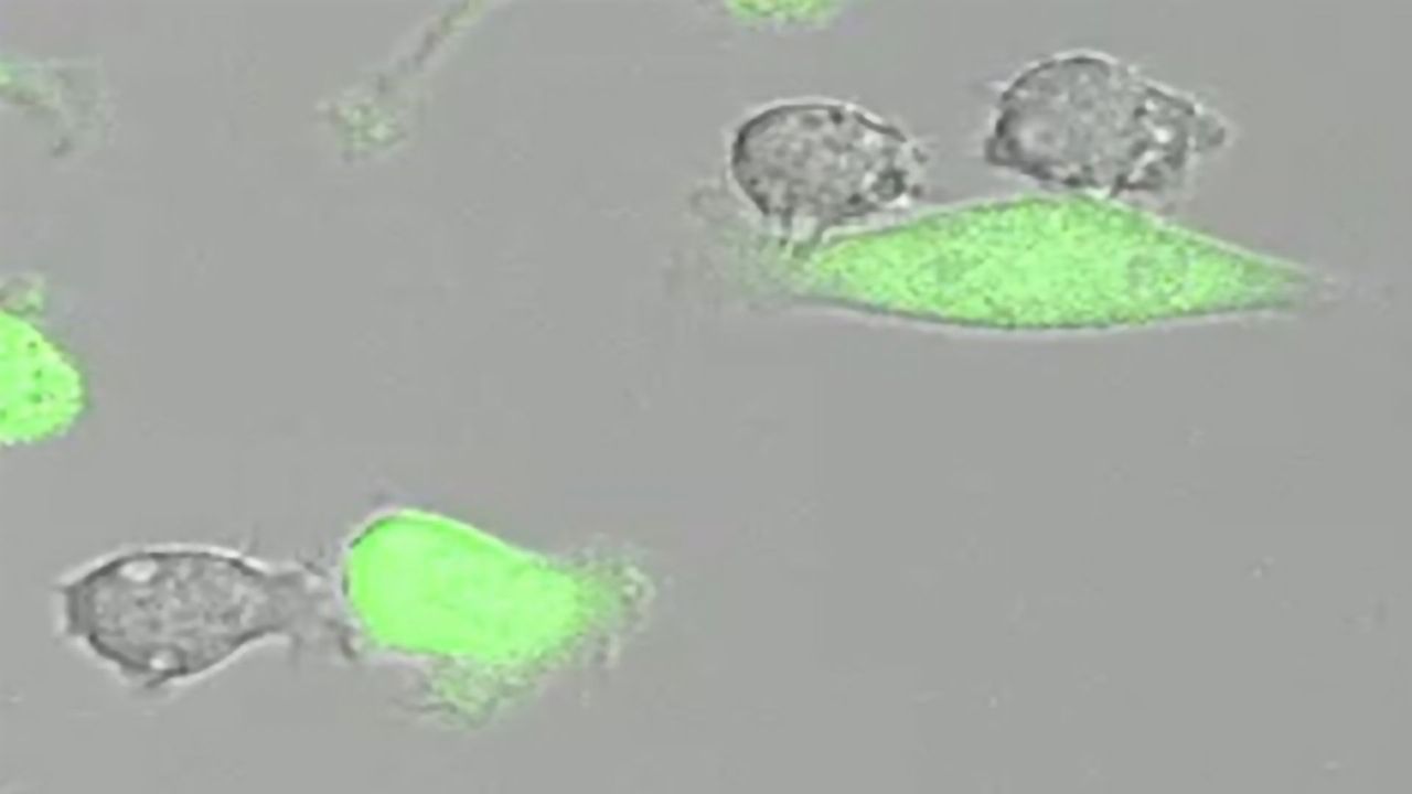 Developing a Therapy To Halt Tumor Growth