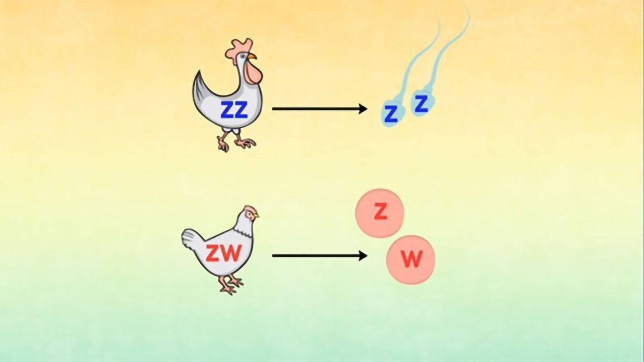 Why Y Chromosomes Won’t Be Around Forever