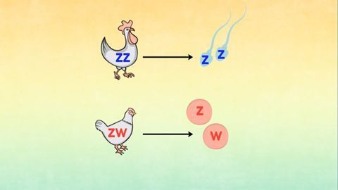 为什么Y染色体不会永远存在