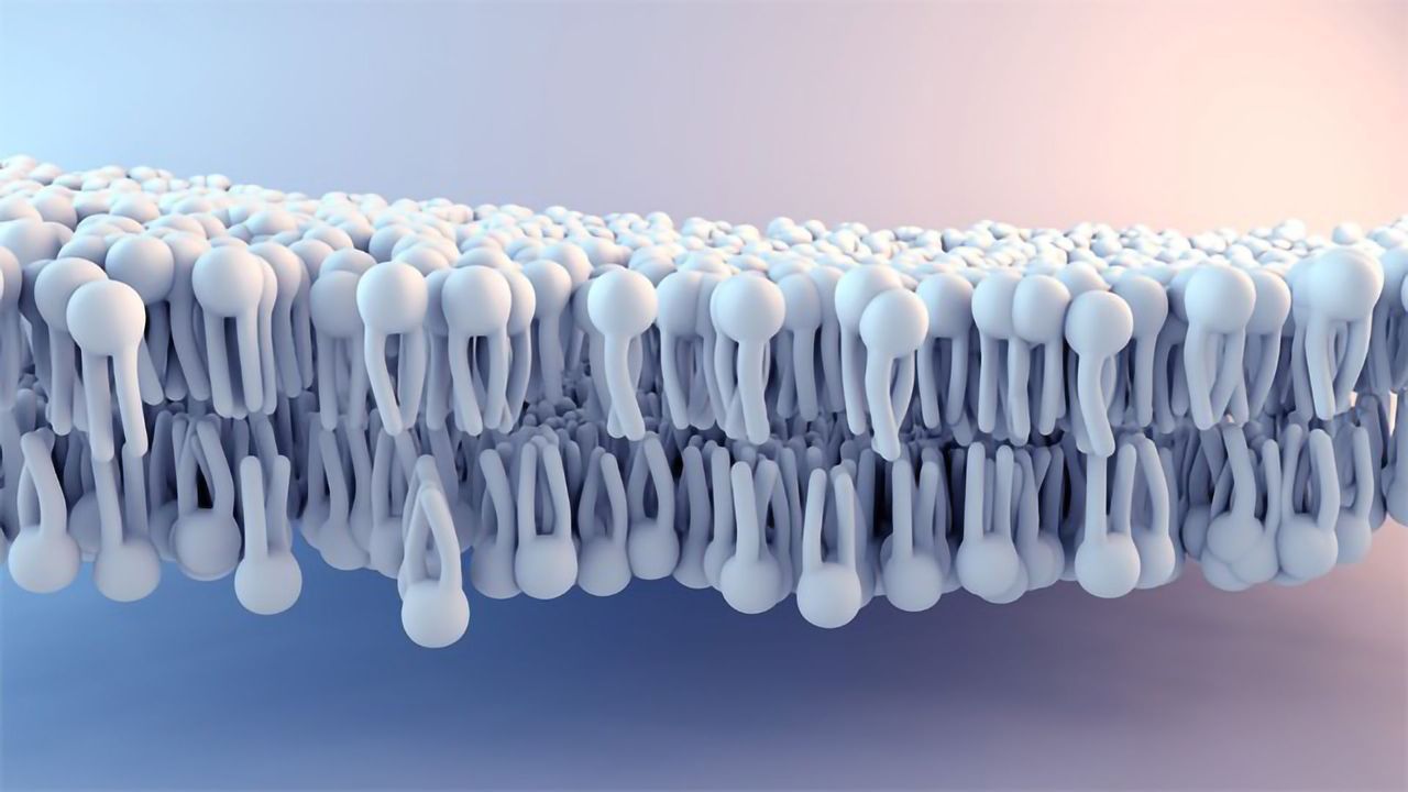 Highly Reproducible & Efficient Phospholipid Removal