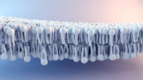 Highly Reproducible & Efficient Phospholipid Removal