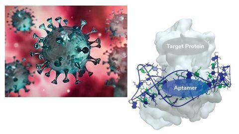 Aptamers for Targeting SARS-CoV-2 Proteins