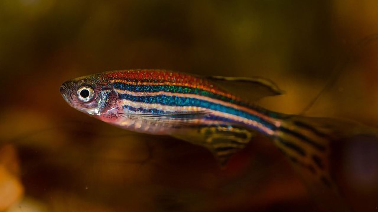 Zebrafish: Changing an Individual's Genes Can Alter the Group's Behavior