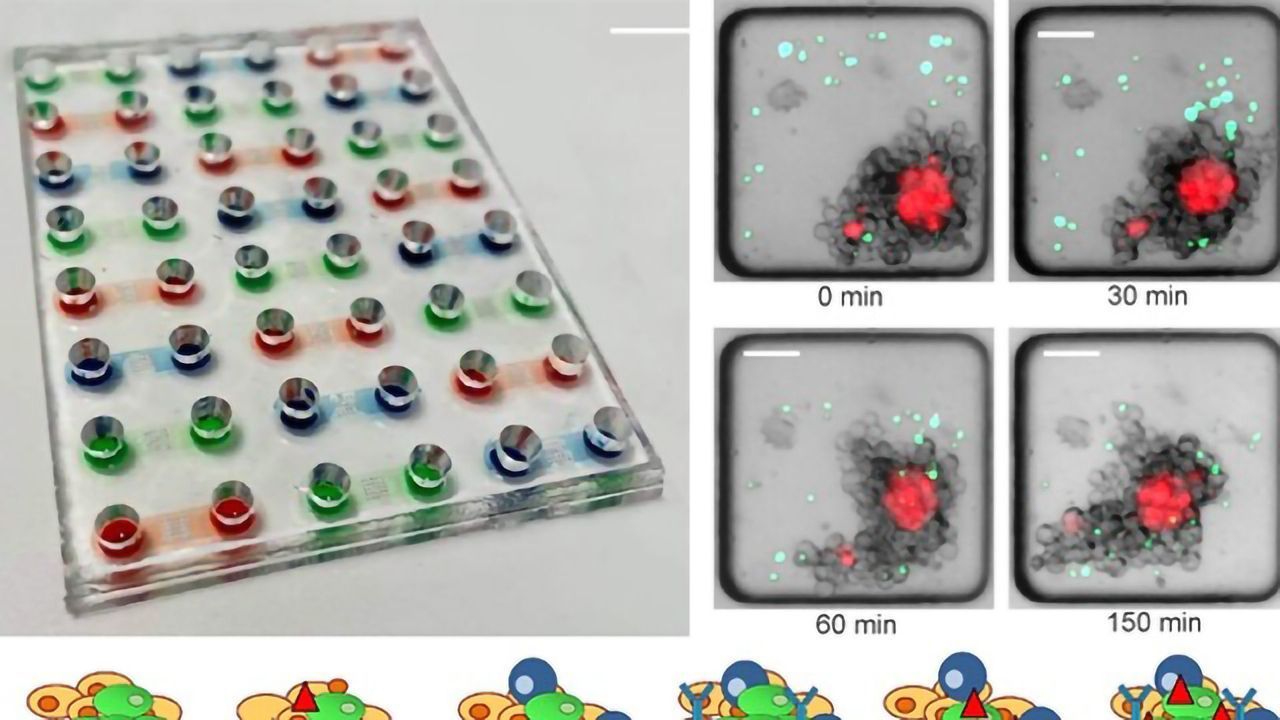 Novel Assay Platform for 3D Microfluidic Cancer Research