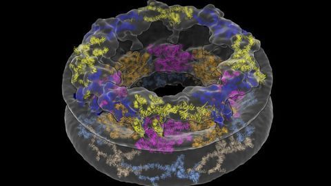 Cellular Environments Shape Molecular Architecture