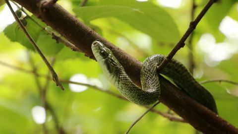 How Has the Fukushima Nuclear Accident Impacted Wildlife Health?