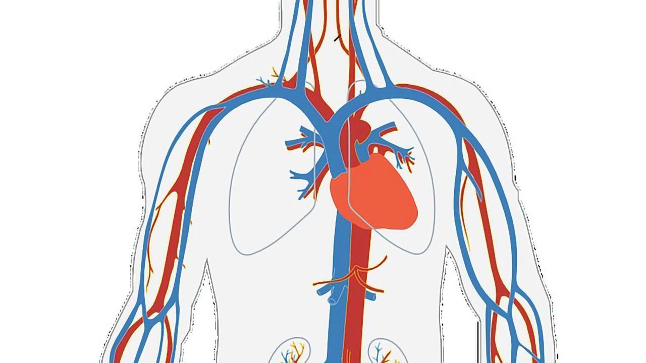 New Genes Related to Fibromuscular Dysplasia Identified
