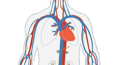 New Genes Related to Fibromuscular Dysplasia Identified