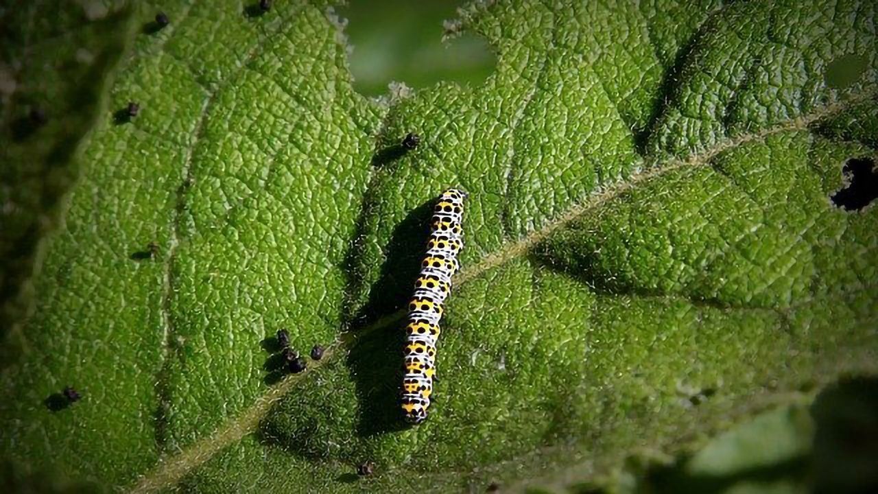 Plants Can Prepare for a Series of Attacks