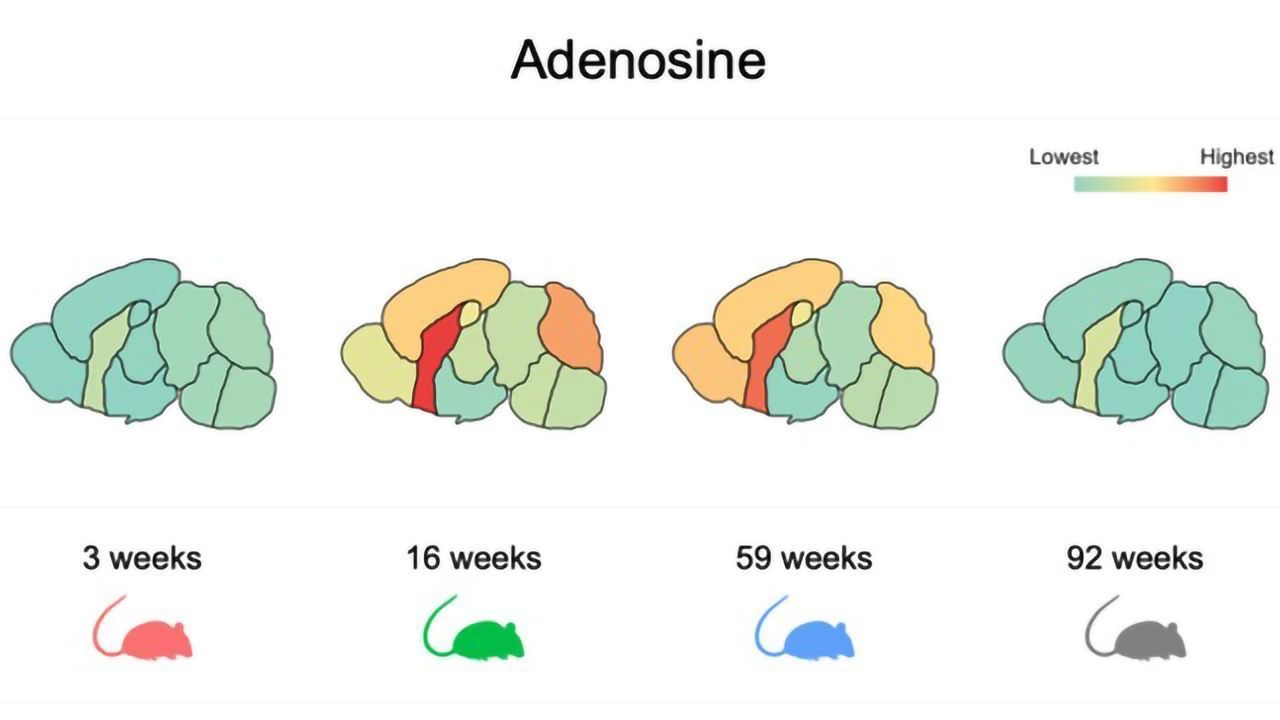 Largest Ever Analysis of Brain Metabolism Completed in Mice