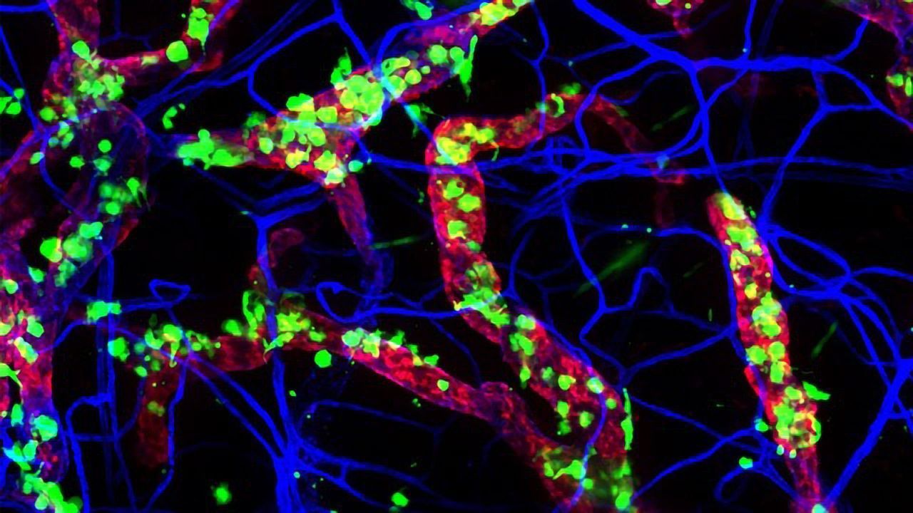 Our Immune System Starts the Day Before We Do