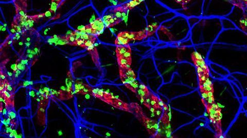 Our Immune System Starts the Day Before We Do