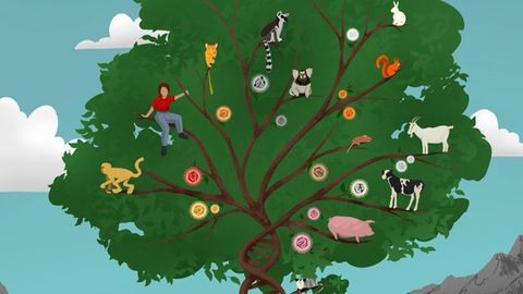 Junk DNA Plays Critical Role in Mammalian Development