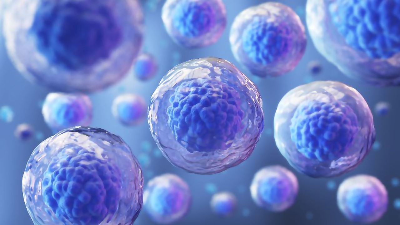 Functional Spermatid-Like Cells Generated From Primate Stem Cells