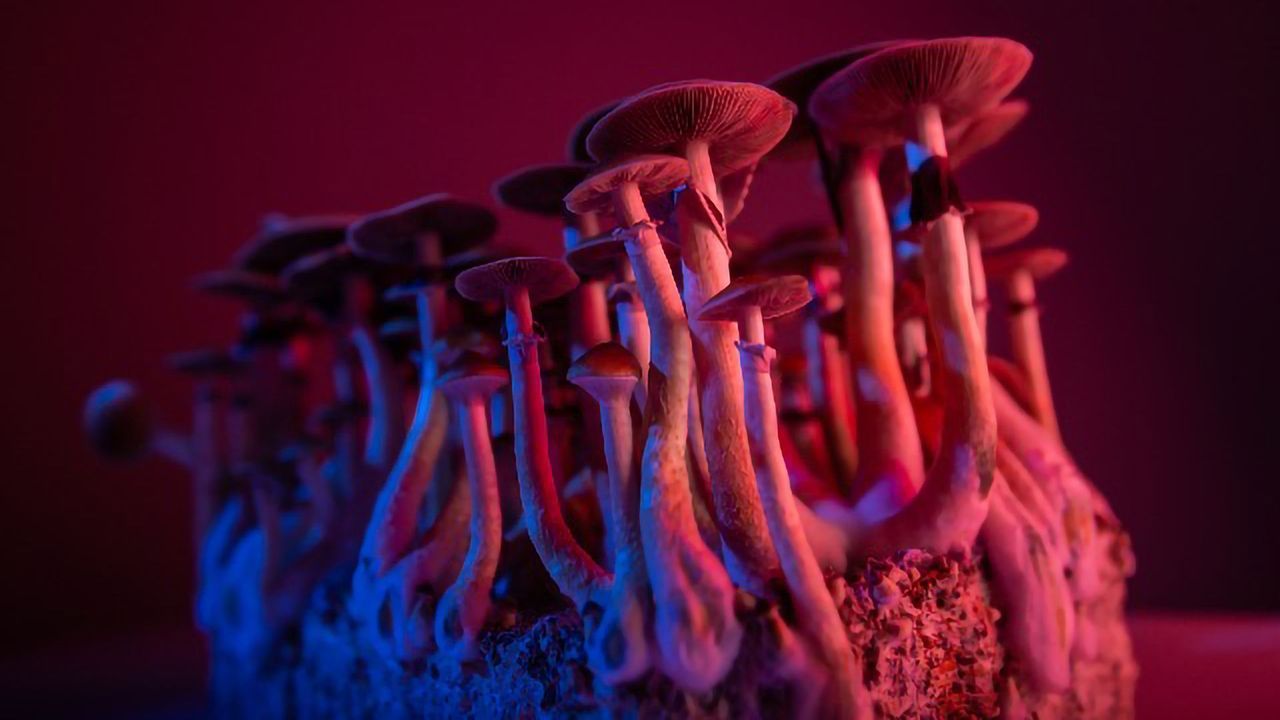 Psilocybin for Tobacco Addiction Study Receives First Federal Psychedelics Grant for 50 Years