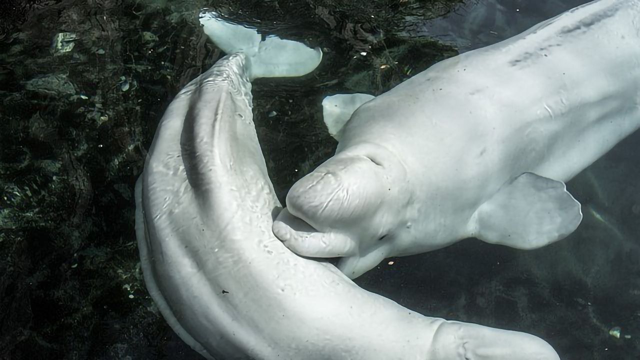 Microplastics Work Their Way Up the Food Chain to Beluga Whales