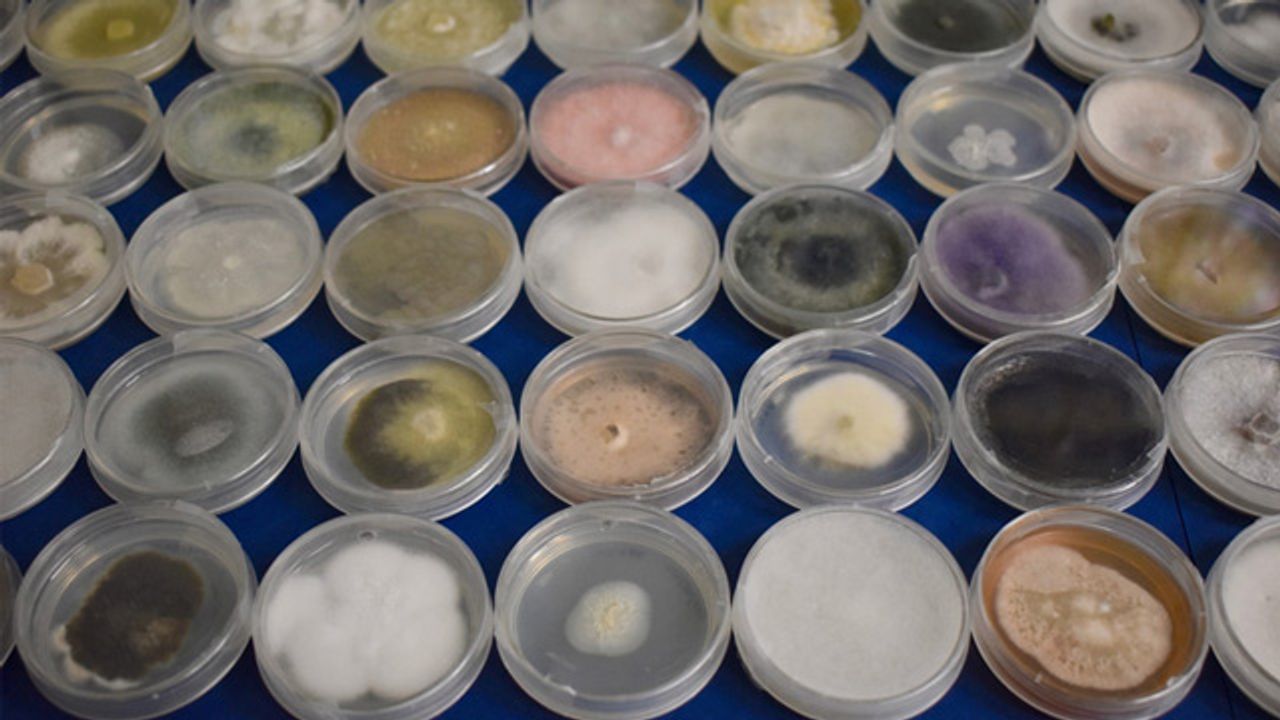 Bacterial-Fungal Interactions Far More Common Than Previously Thought