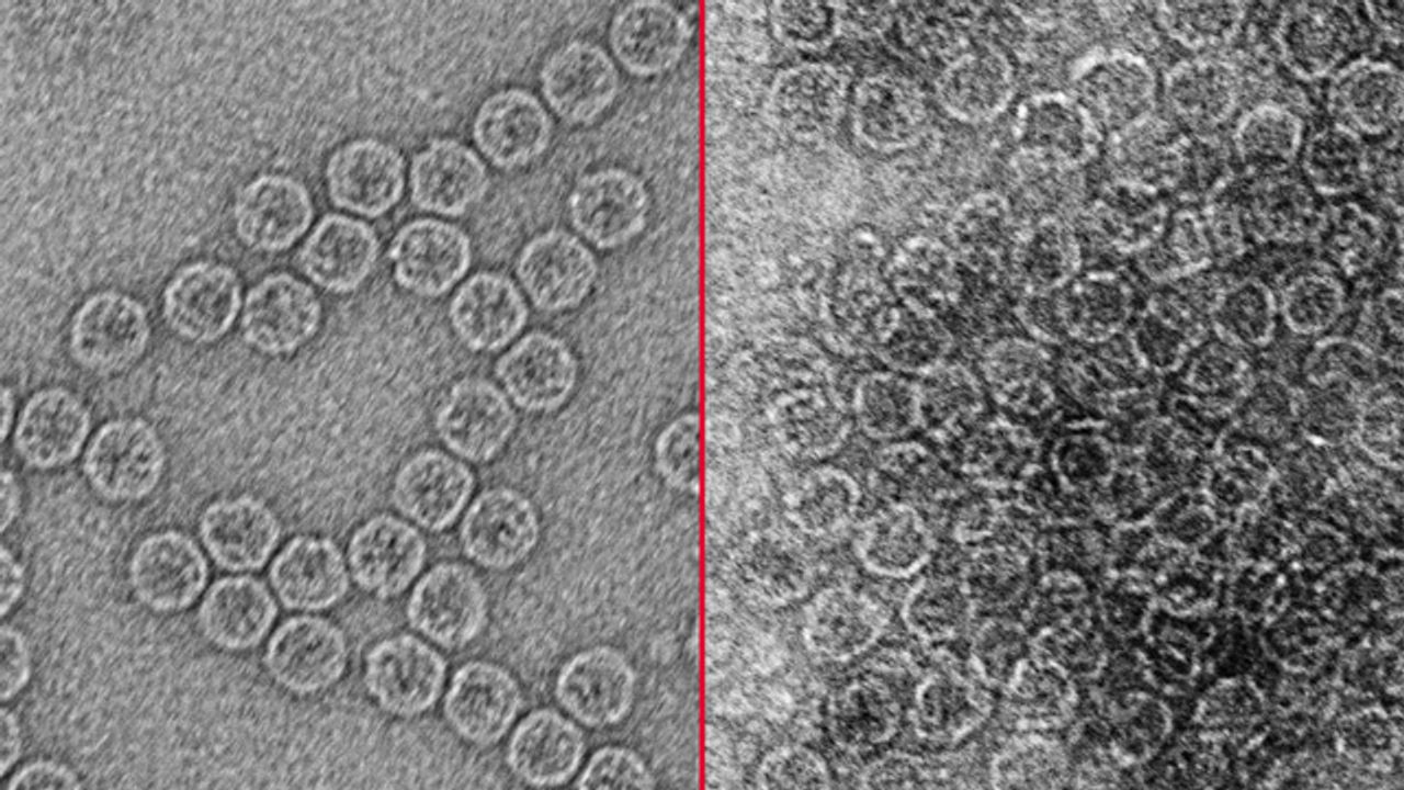 Waterborne Viruses Effectively Removed by Zapping Untreated Water