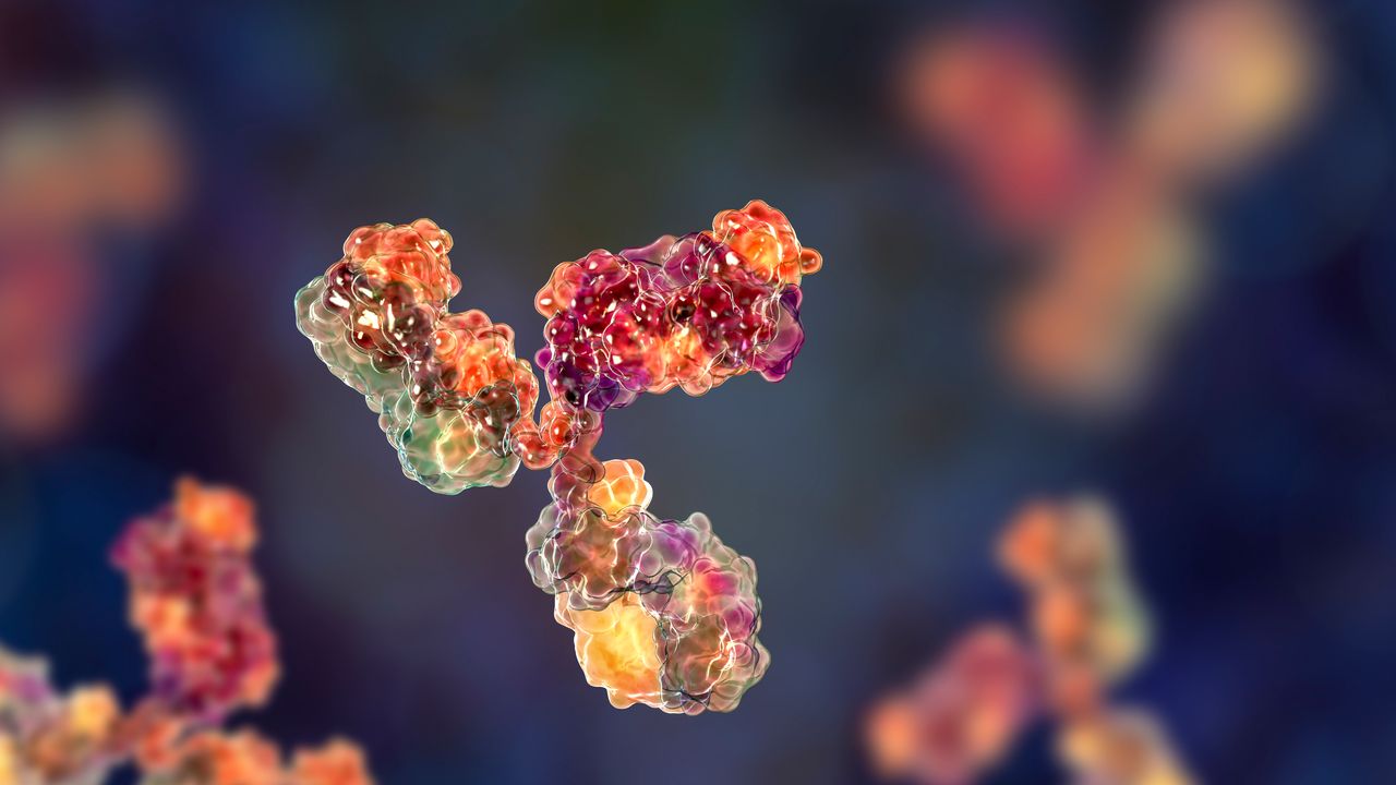 Antibody Can Detect and Destroy Senescent Cells