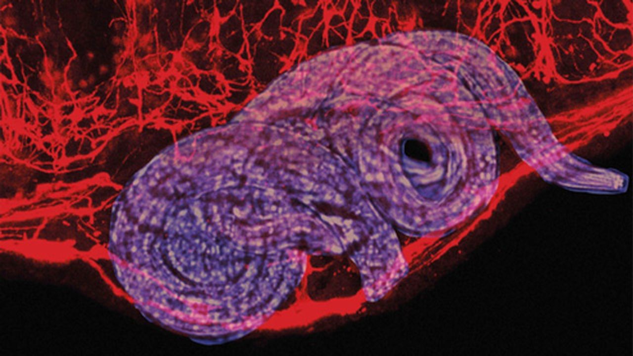 Glial Cells Crucial to Maintaining Healthy Gut Immunity