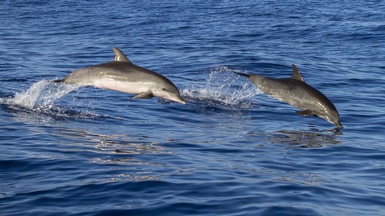 Deadly Fungal Outbreak in Marine Mammals May Have Started on Land