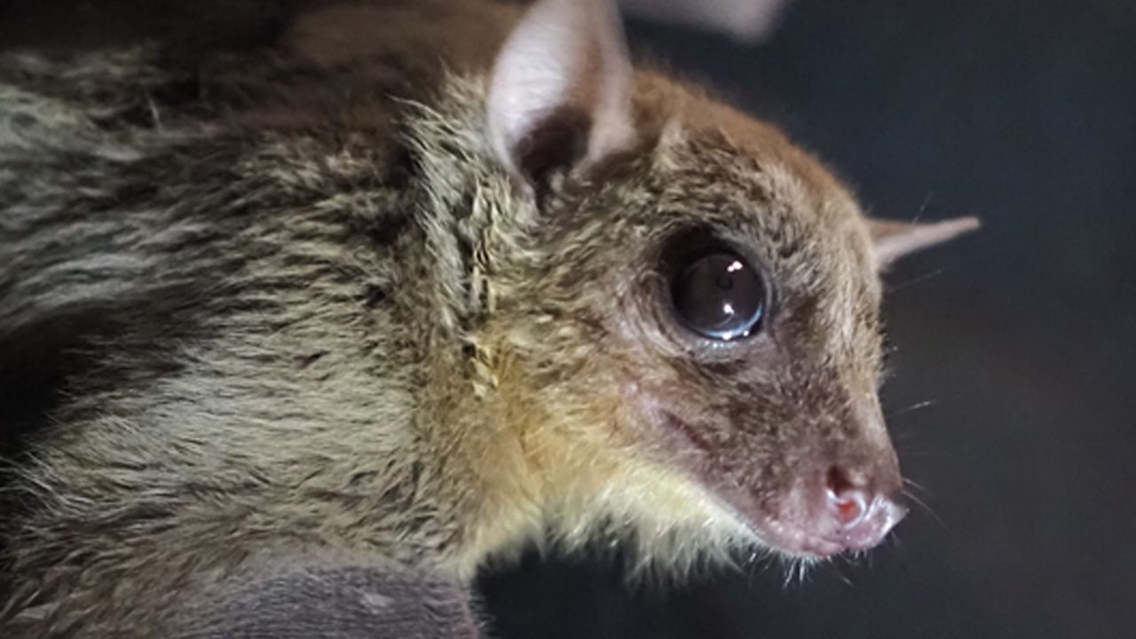 Bat Brains Reveal the Secrets of Socializing
