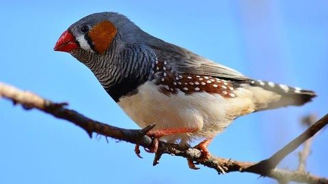Songbird Brains Show How Practice Makes Perfect