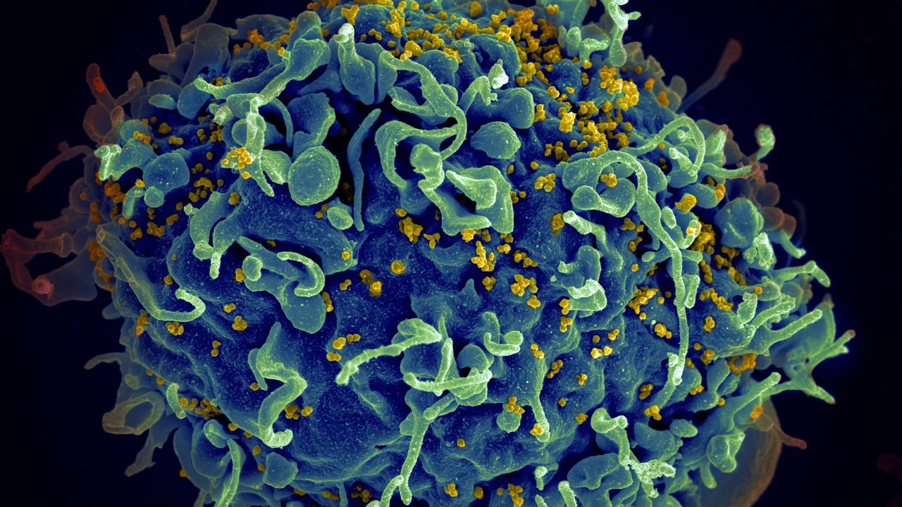 Protein Focuses Immune Attack on HIV-Infected Cells