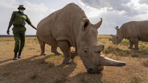 BioRescue Consortium Ceases Egg Harvesting on Northern White Rhino Najin Following an Ethical Risk Assessment