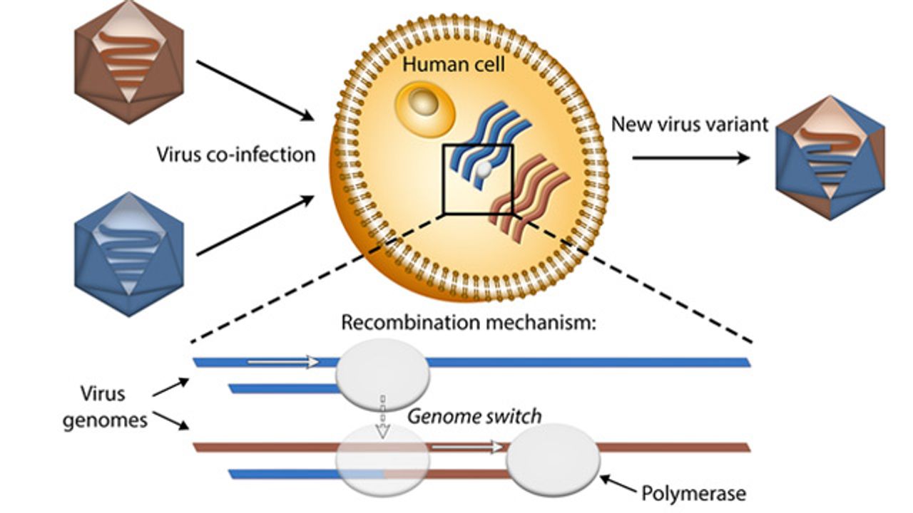 New Study Probes Mechanisms Behind Viral Variants