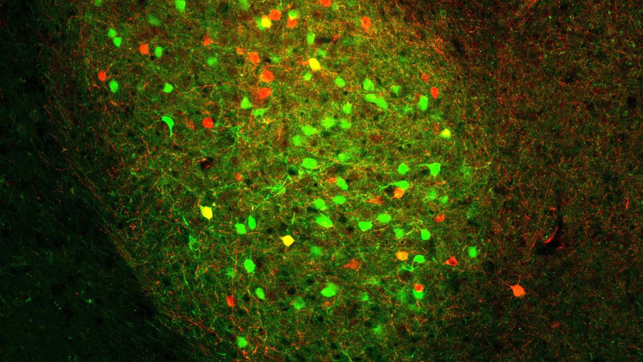 "Pre-Programmed" Reward and Punishment Neurons Identified
