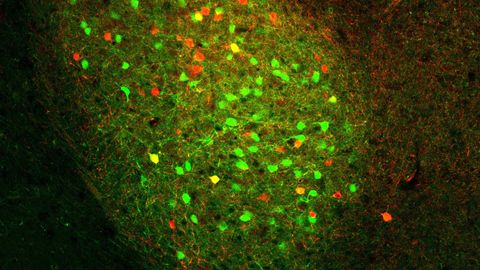 "Pre-Programmed" Reward and Punishment Neurons Identified