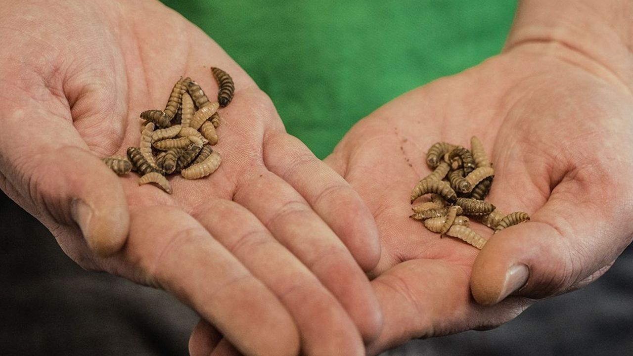 Driving Innovation in Insect Farming