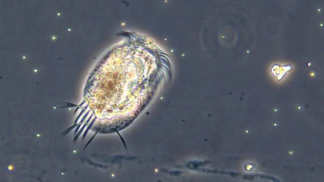 Microbial Soup Could Be a Crystal Ball for Climate Change