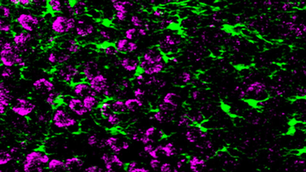 Neurons Grow Synapses Using "Call-and-Response" Circuits