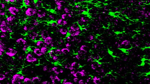 Neurons Grow Synapses Using "Call-and-Response" Circuits