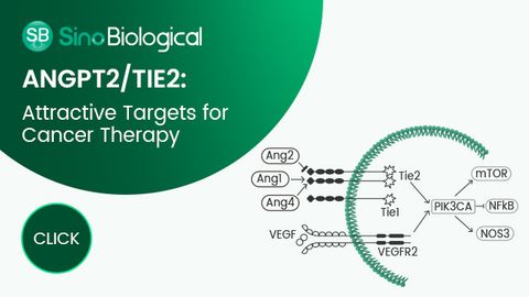 ANGPT2/TIE2: Attractive Targets for Improved Anti-angiogenic Cancer Therapy