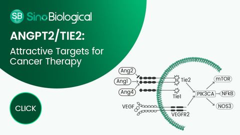 Angpt2/TIE2：改善抗血管生成癌症的有吸引力的靶标